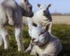 Petel.bg – news – 500,000 lambs on Bulgarians’ plates for Easter and St. George’s Day